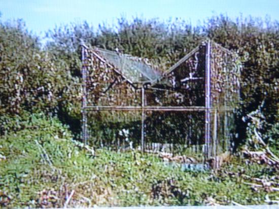 cage à corvidés  corbeaux