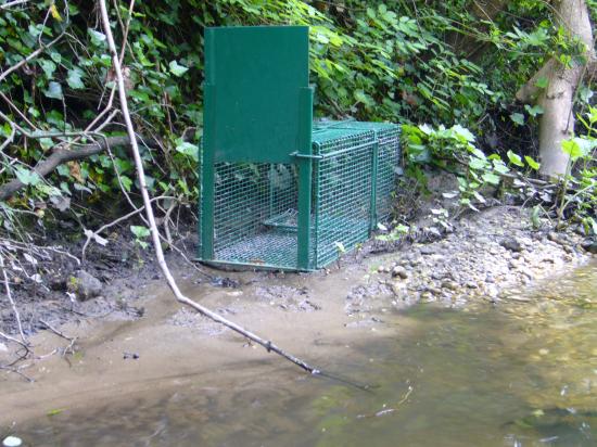pose d'une cage à ragondin
