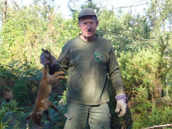 renard pris par piège sélectif