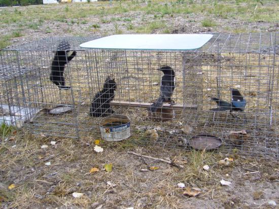 prise de deux chatons dans une cage à corvidés puis relachés