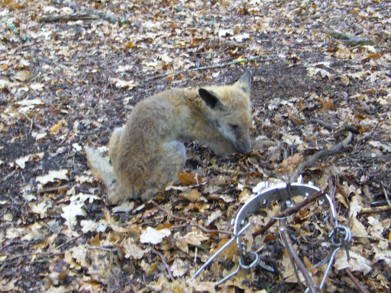 Renard pris par piège sélectif