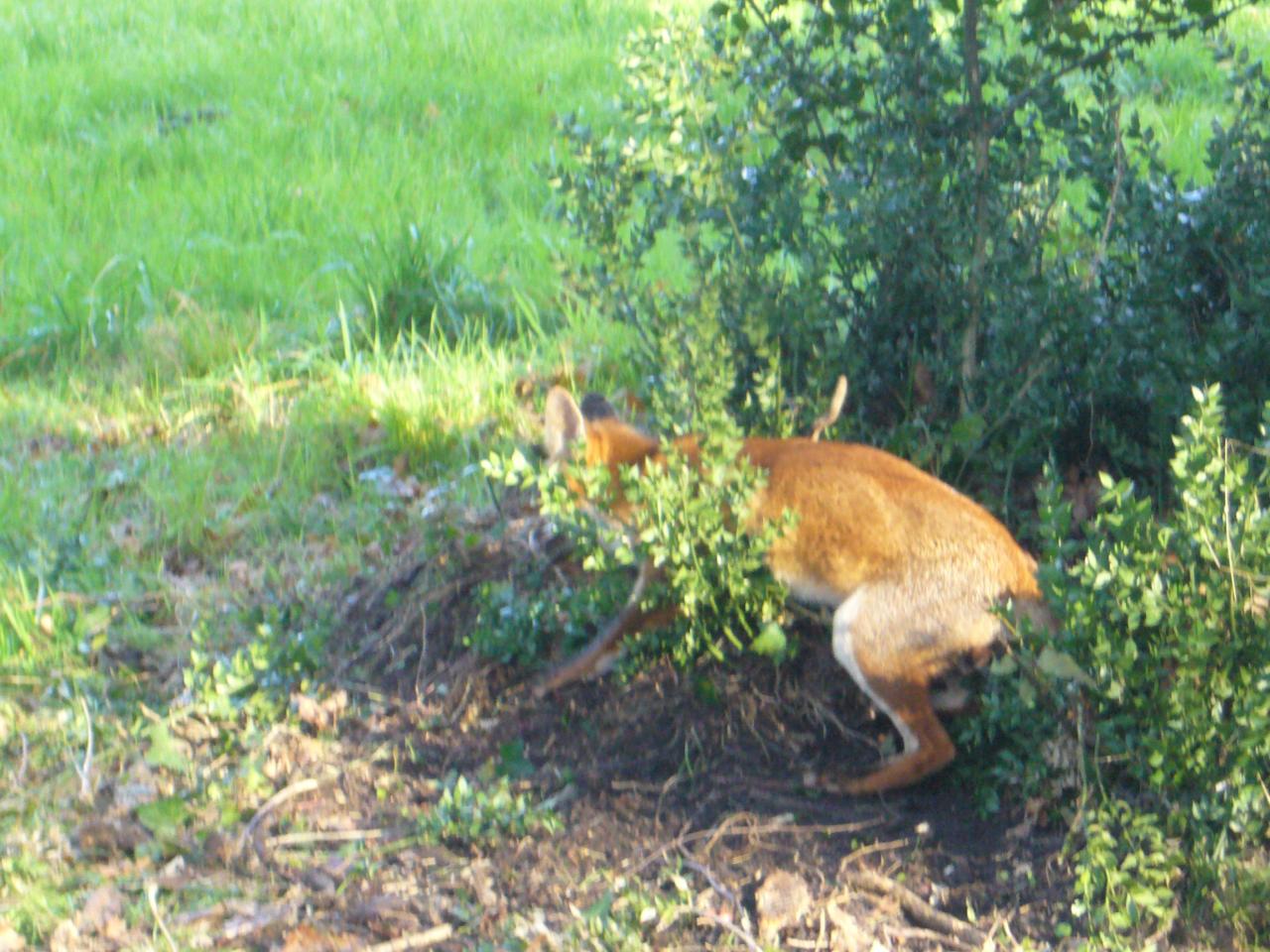 prise d'une femme renard par piège sélectif inox