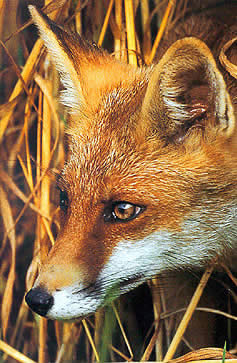 renard